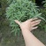 加伦杯鼠尾草，20-30高，冠幅25-30公分