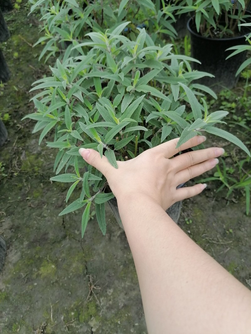 加伦杯鼠尾草，20-30高，冠幅25-30公分