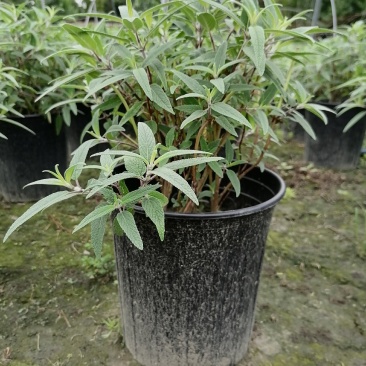 加伦杯鼠尾草，20-30高，冠幅25-30公分