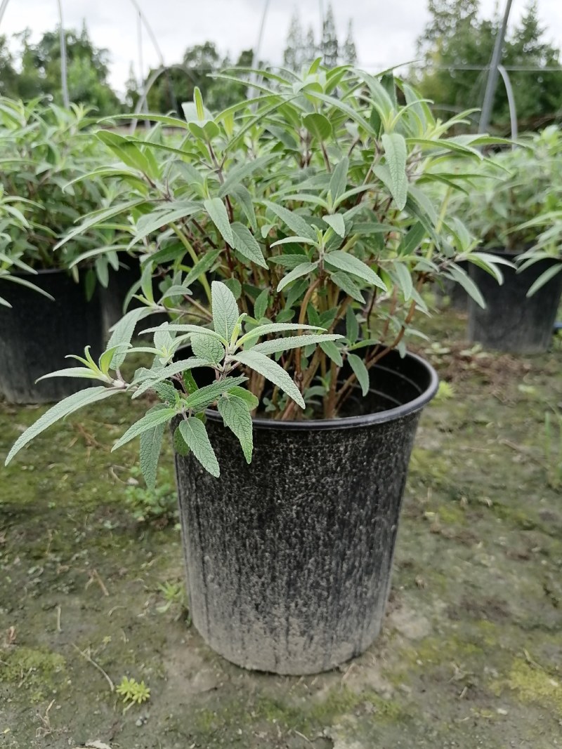 加伦杯鼠尾草，20-30高，冠幅25-30公分