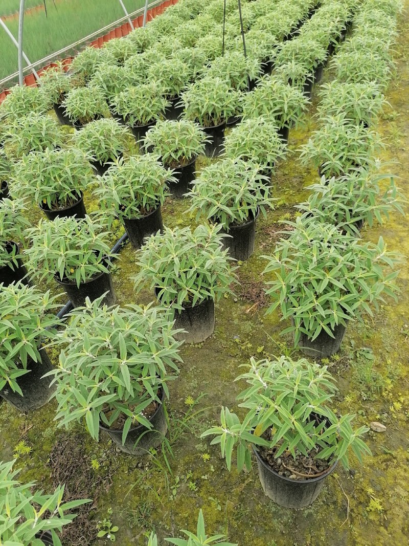 加伦杯鼠尾草，20-30高，冠幅25-30公分