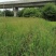 自家苗圃供应水葱基地直销视频看货保质保量