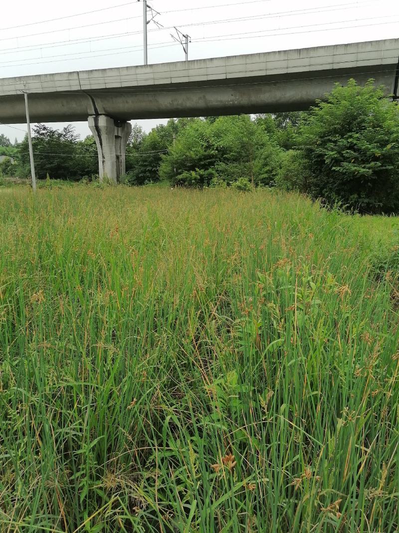 自家苗圃供应水葱基地直销视频看货保质保量