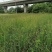 自家苗圃供应水葱基地直销视频看货保质保量