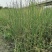 自家苗圃供应水葱基地直销视频看货保质保量
