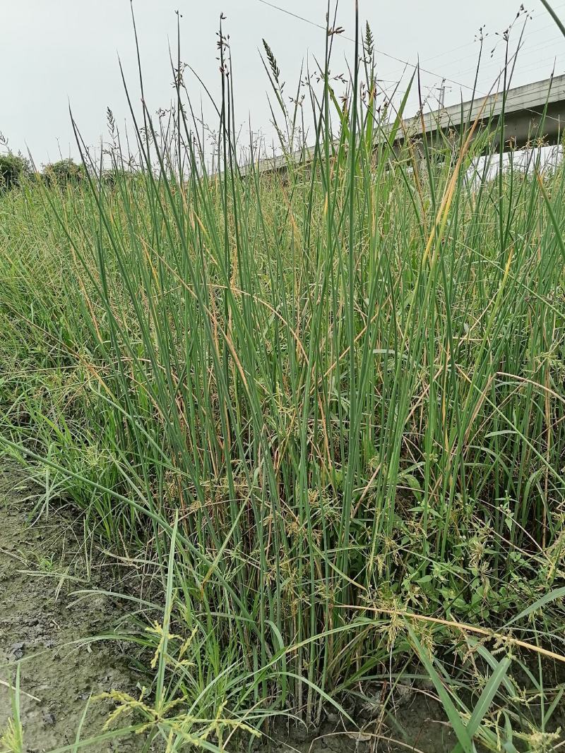 自家苗圃供应水葱基地直销视频看货保质保量