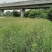 自家苗圃供应水葱基地直销视频看货保质保量
