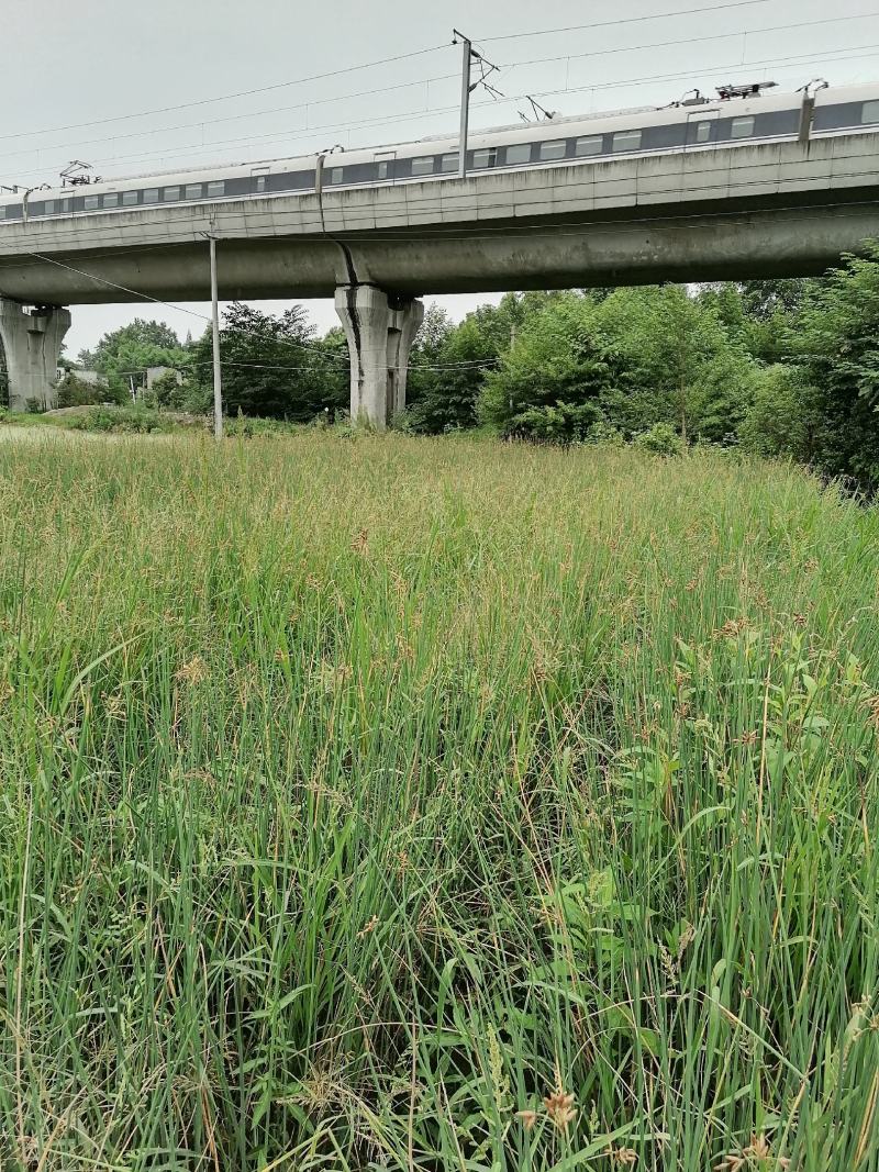 自家苗圃供应水葱基地直销视频看货保质保量