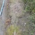 自家苗圃供应水葱基地直销视频看货保质保量