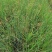自家苗圃供应水葱基地直销视频看货保质保量