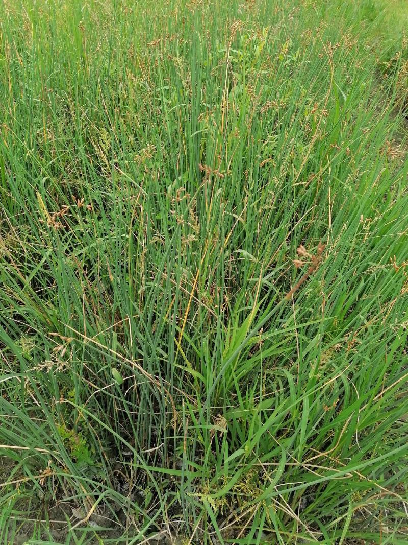 自家苗圃供应水葱基地直销视频看货保质保量