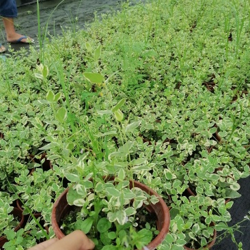 自家苗圃供应花叶蔓长春基地直销视频看货保质保量
