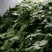 茶叶：微山湖荷叶茶厂家直销长期大量供货一手货源