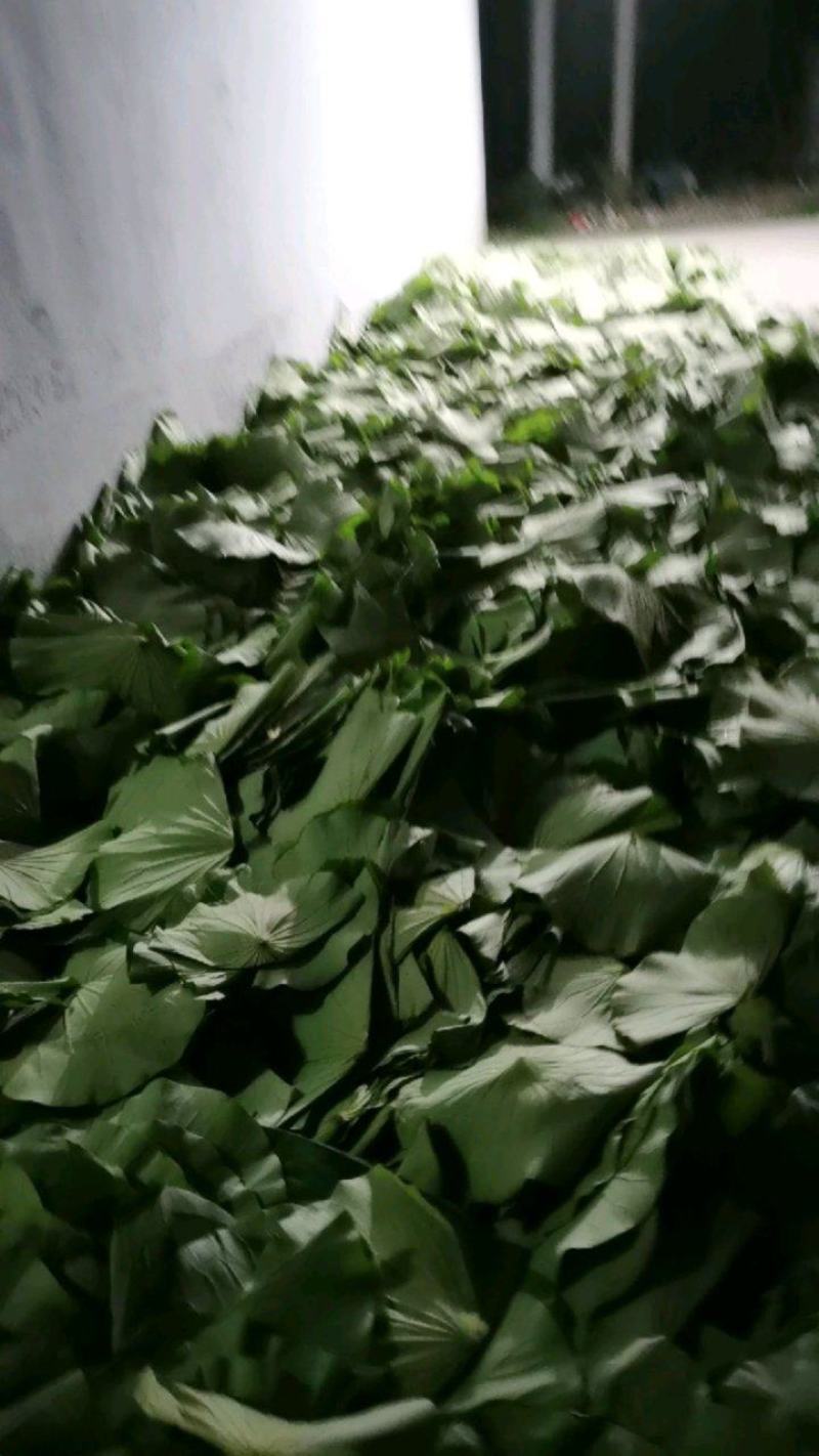 茶叶：微山湖荷叶茶厂家直销长期大量供货一手货源