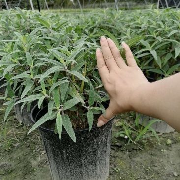 出售精品墨西哥鼠尾草，加仑杯墨西哥鼠尾草杯苗