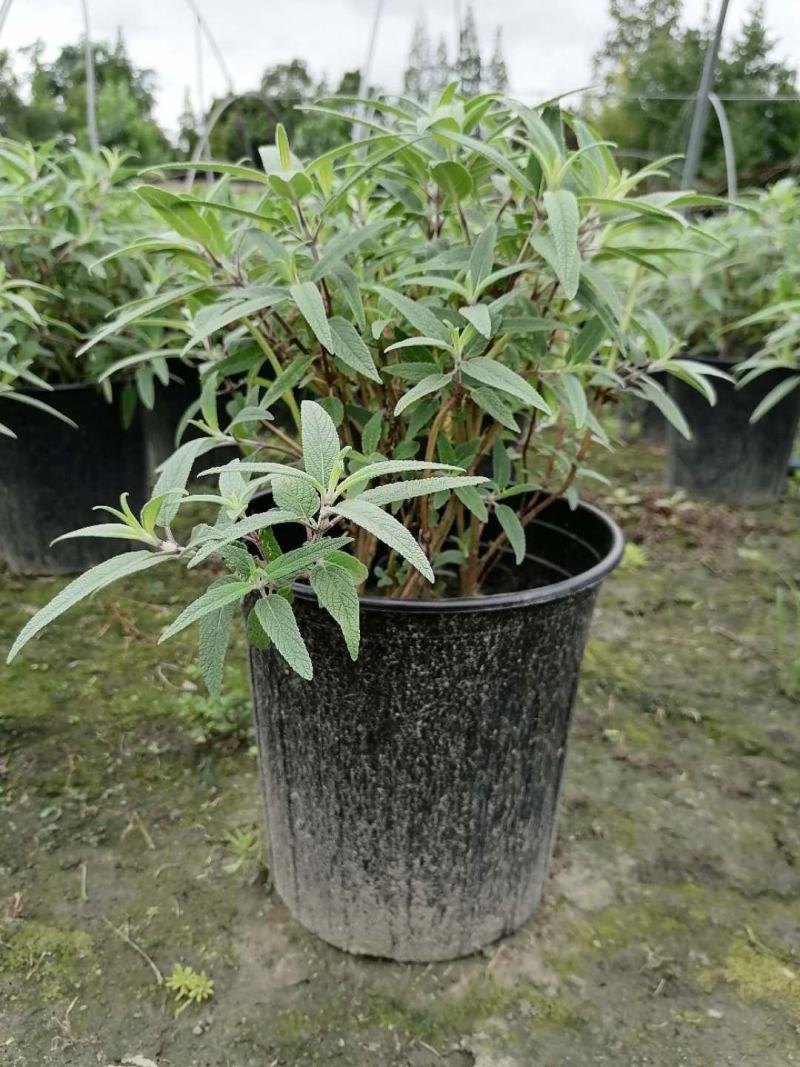 出售精品墨西哥鼠尾草，加仑杯墨西哥鼠尾草杯苗