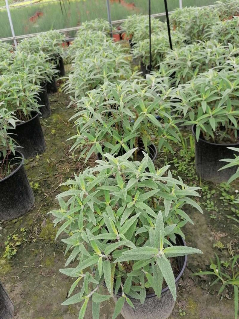 出售精品墨西哥鼠尾草，加仑杯墨西哥鼠尾草杯苗
