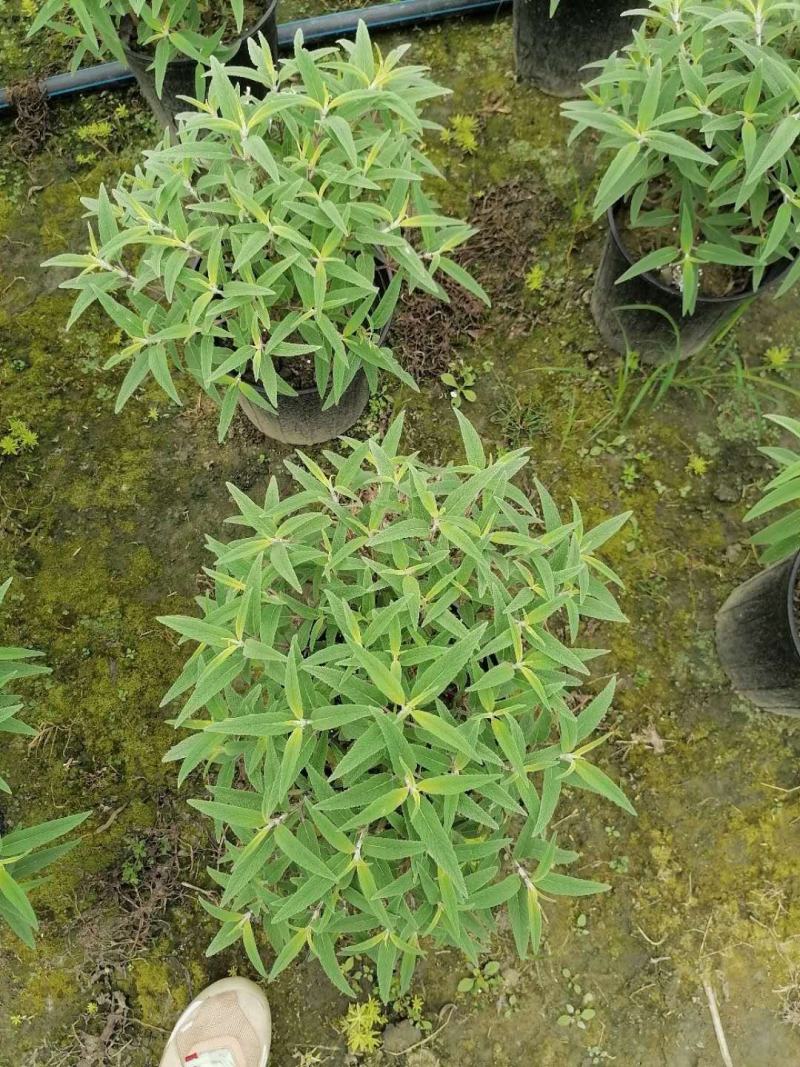 出售精品墨西哥鼠尾草，加仑杯墨西哥鼠尾草杯苗