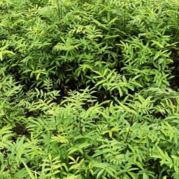 青花椒苗，九叶青椒苗，藤椒苗，无刺花椒苗，