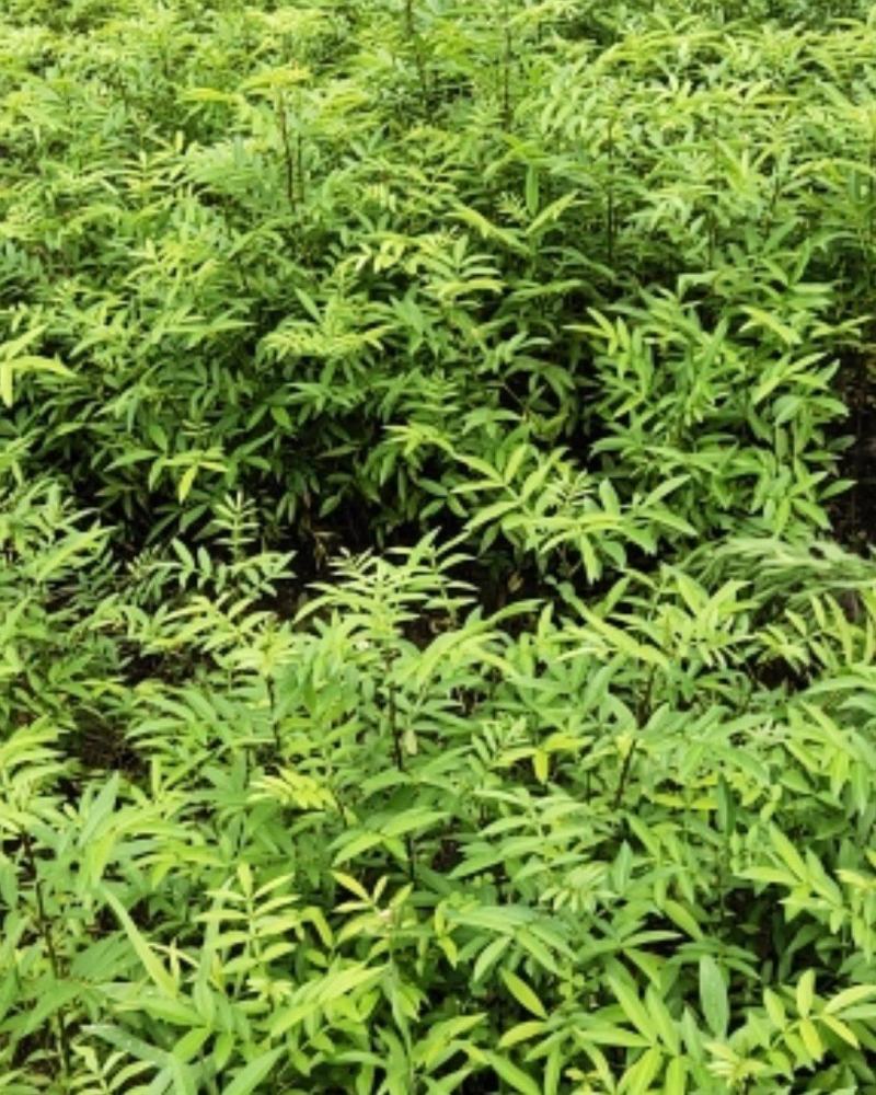 青花椒苗，九叶青椒苗，藤椒苗，无刺花椒苗，