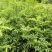 青花椒苗，九叶青椒苗，藤椒苗，无刺花椒苗，
