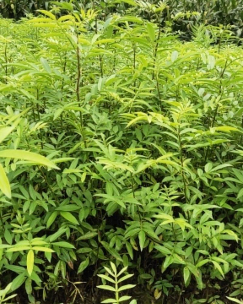 青花椒苗，九叶青椒苗，藤椒苗，无刺花椒苗，