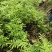 青花椒苗，九叶青椒苗，藤椒苗，无刺花椒苗，