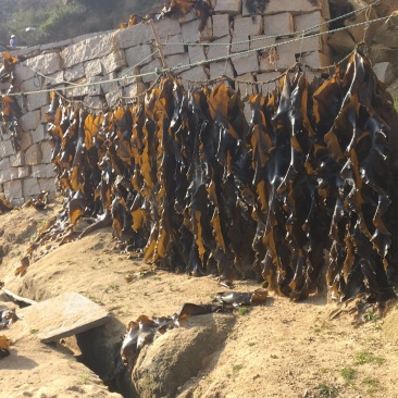 【精选】福建挂菜，散挂菜，无砂