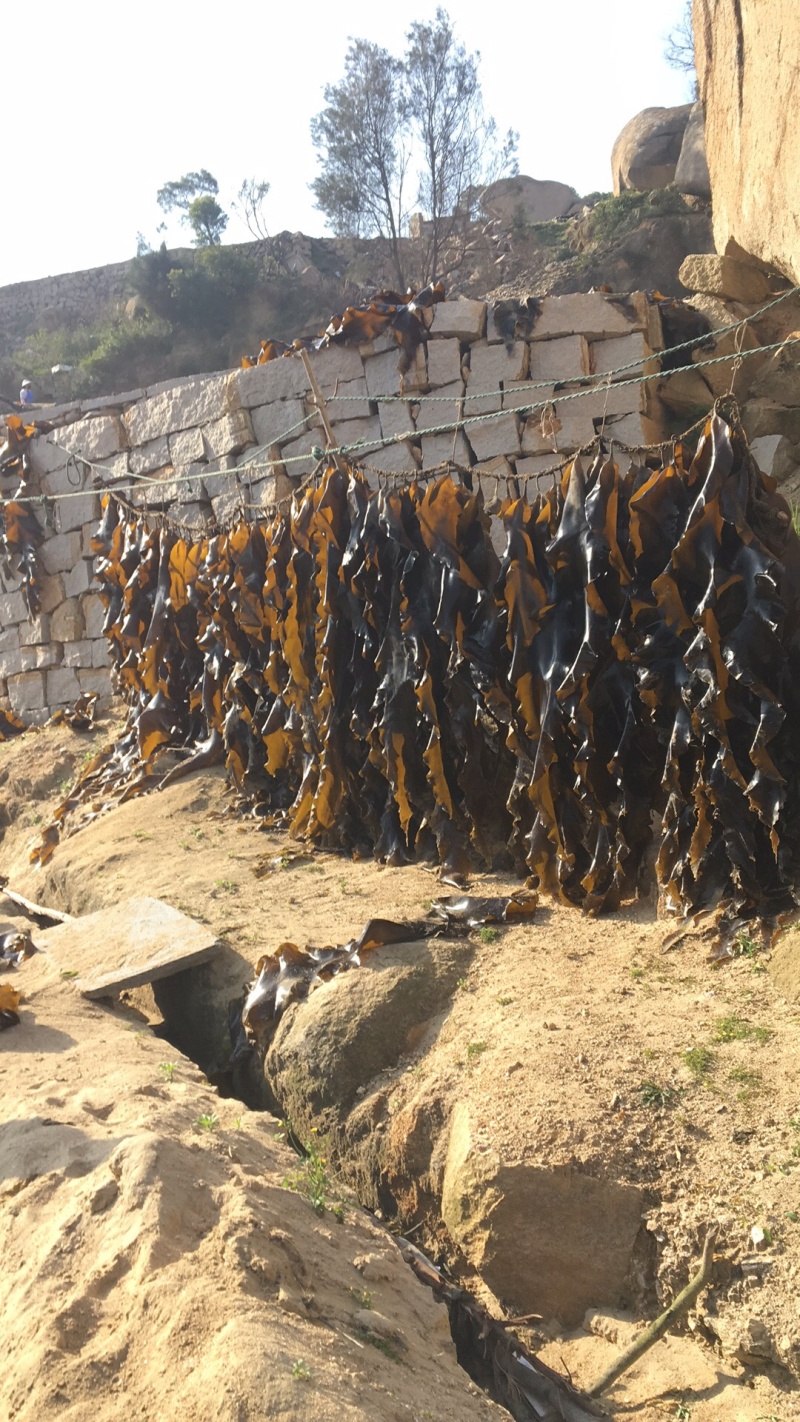 【精选】福建挂菜，散挂菜，无砂