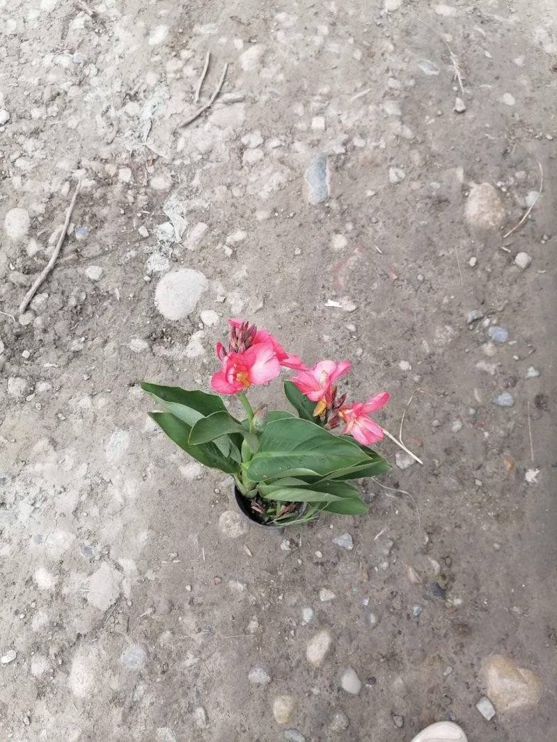 出售双色杯红美女蕉，精品美人蕉