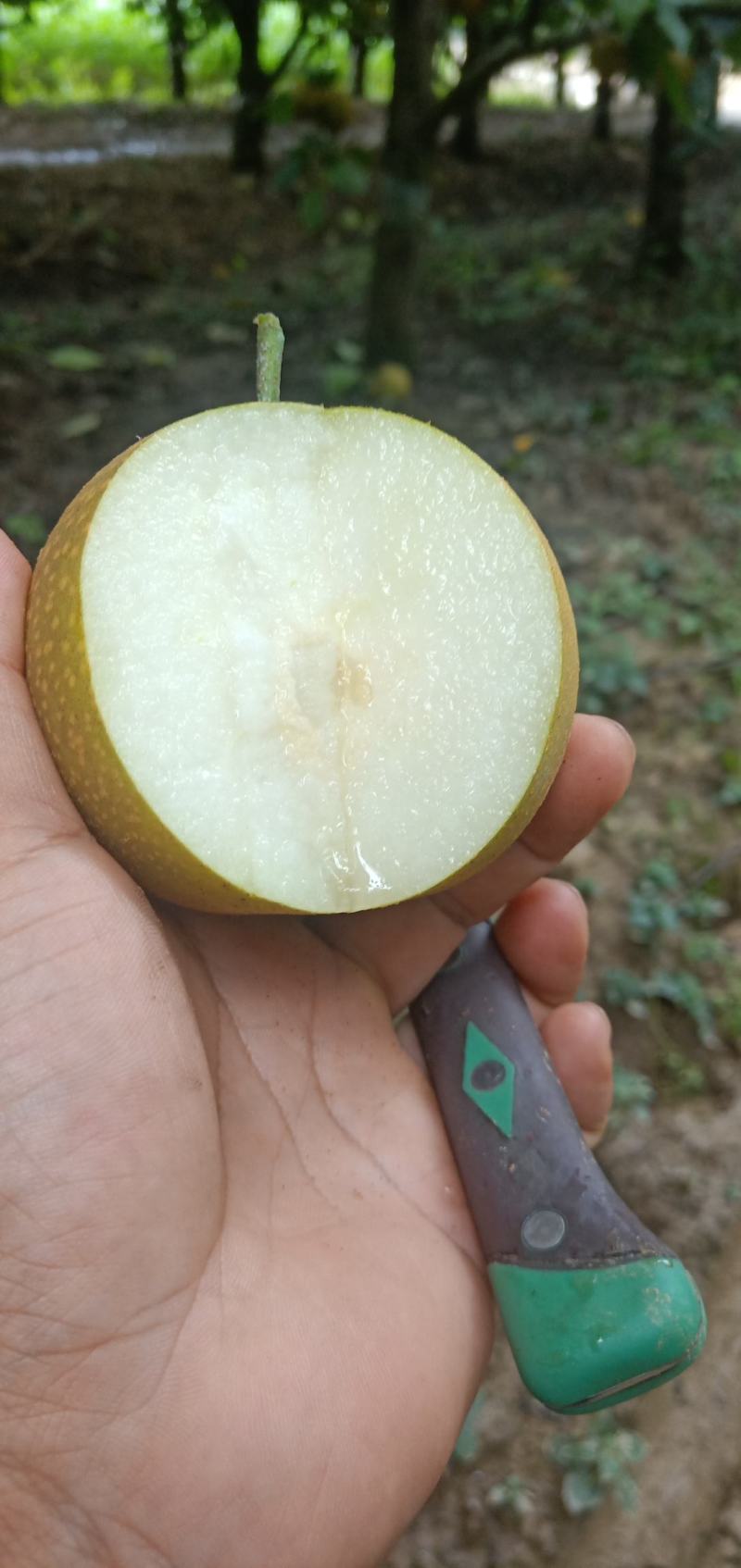华梨，湖北沙梨基地直供。