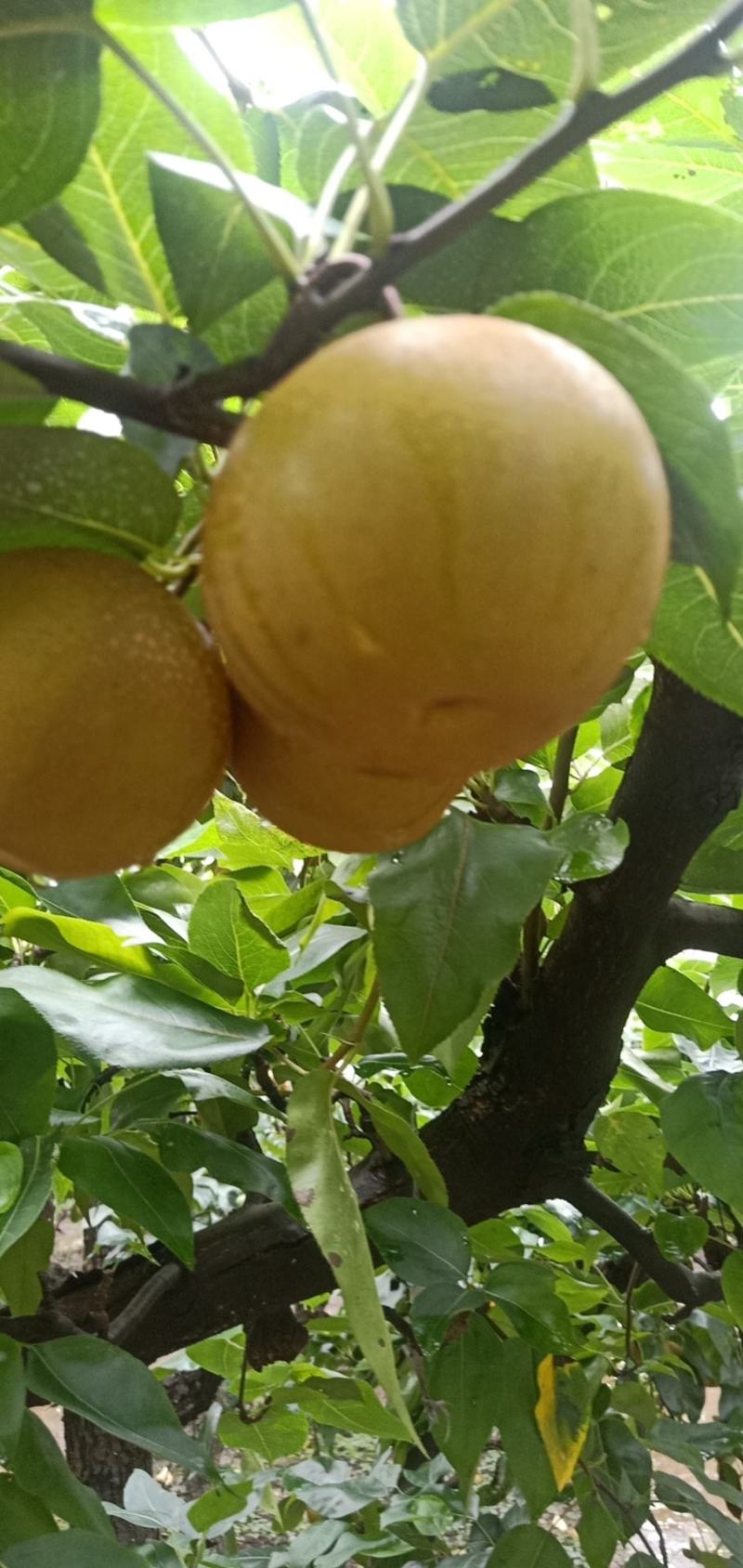 华梨，湖北沙梨基地直供。