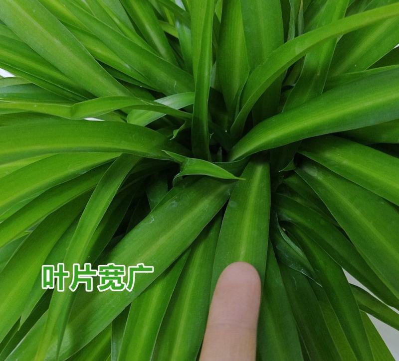 金边吊兰金心吊兰青叶吊兰盆栽绿植吸收甲醛净化空气四季绿植