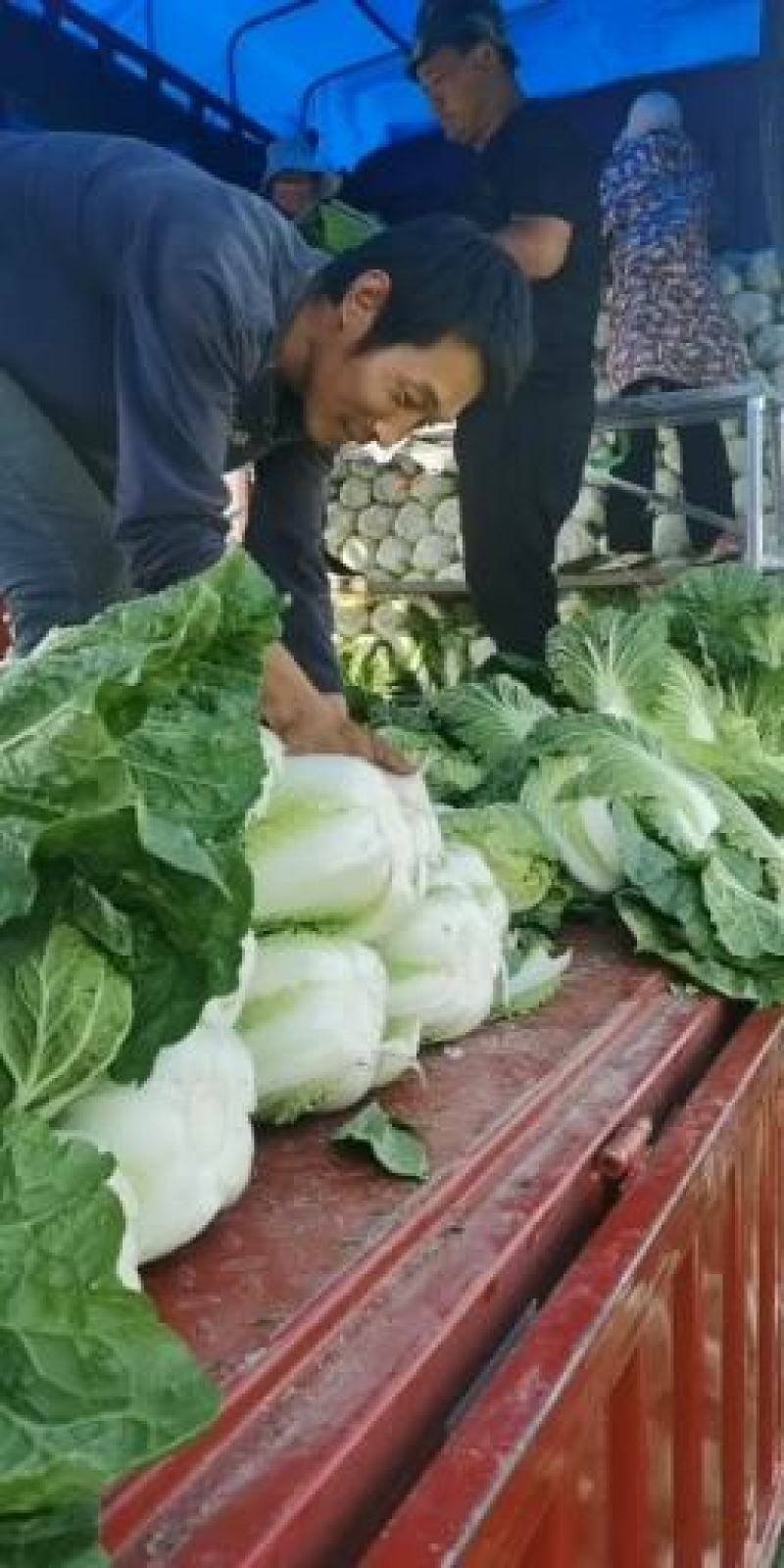 优质大白菜大量供应有需要的速联系