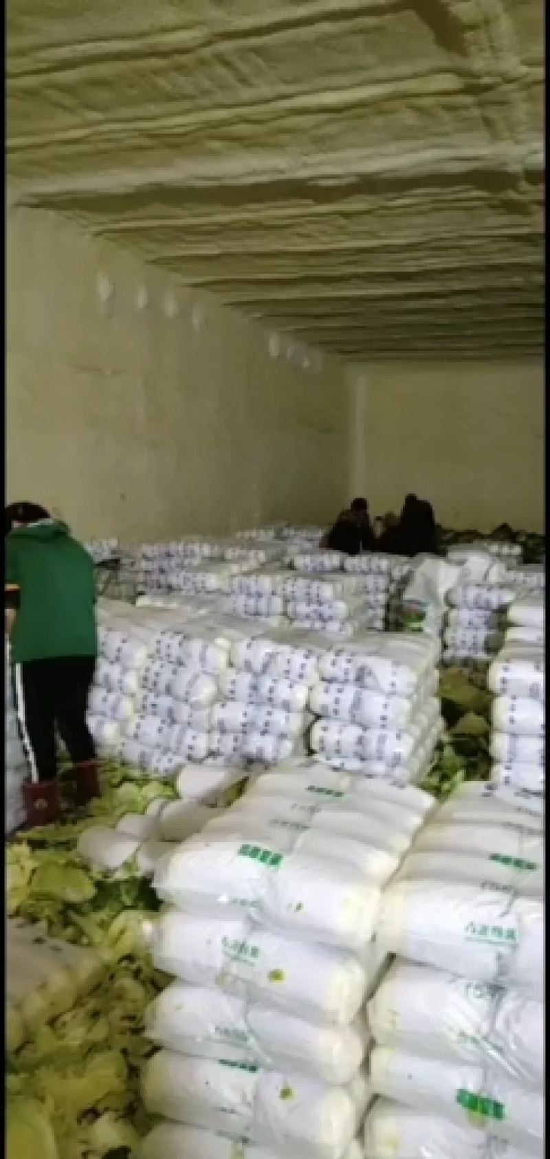 优质大白菜大量供应有需要的速联系