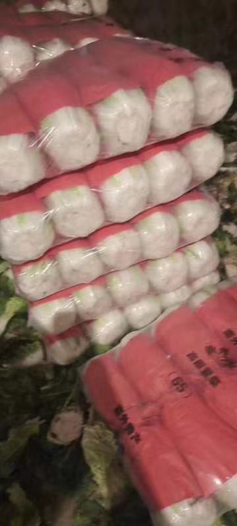 优质大白菜大量供应有需要的速联系