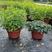 薄荷盆栽可食用驱蚊草室内盆栽水培植物花卉水养绿植薄荷花苗