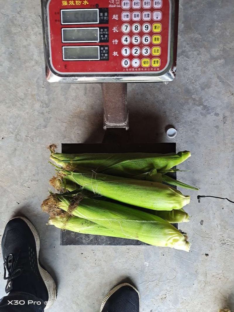 新鲜水果玉米，太阳花，现货供应！大量出售，价低质优！