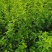 批发蔷薇花，红花蔷薇，白花蔷薇，无刺蔷薇花，园林绿化