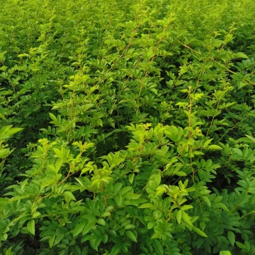批发蔷薇花，红花蔷薇，白花蔷薇，无刺蔷薇花，园林绿化