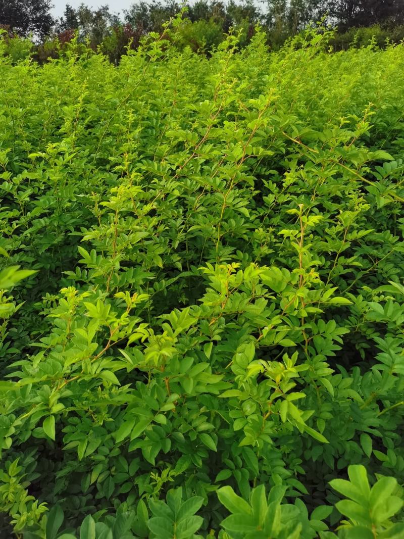 批发蔷薇花，红花蔷薇，白花蔷薇，无刺蔷薇花，园林绿化