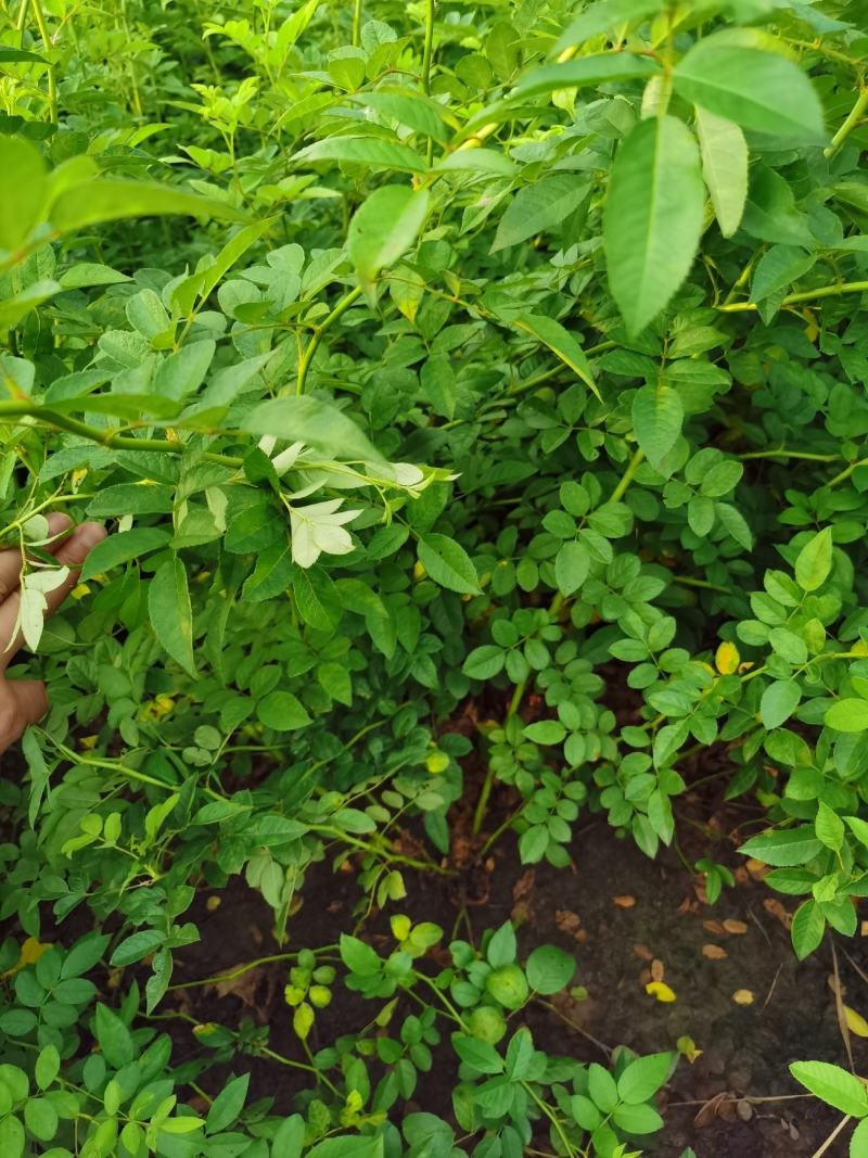 批发蔷薇花，红花蔷薇，白花蔷薇，无刺蔷薇花，园林绿化