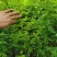 批发蔷薇花，红花蔷薇，白花蔷薇，无刺蔷薇花，园林绿化