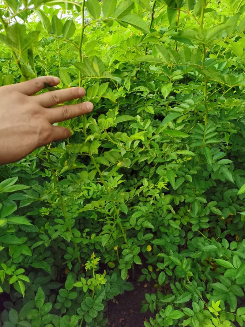 批发蔷薇花，红花蔷薇，白花蔷薇，无刺蔷薇花，园林绿化