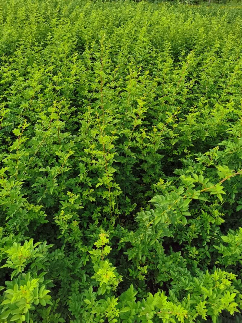 批发蔷薇花，红花蔷薇，白花蔷薇，无刺蔷薇花，园林绿化