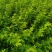 批发蔷薇花，红花蔷薇，白花蔷薇，无刺蔷薇花，园林绿化