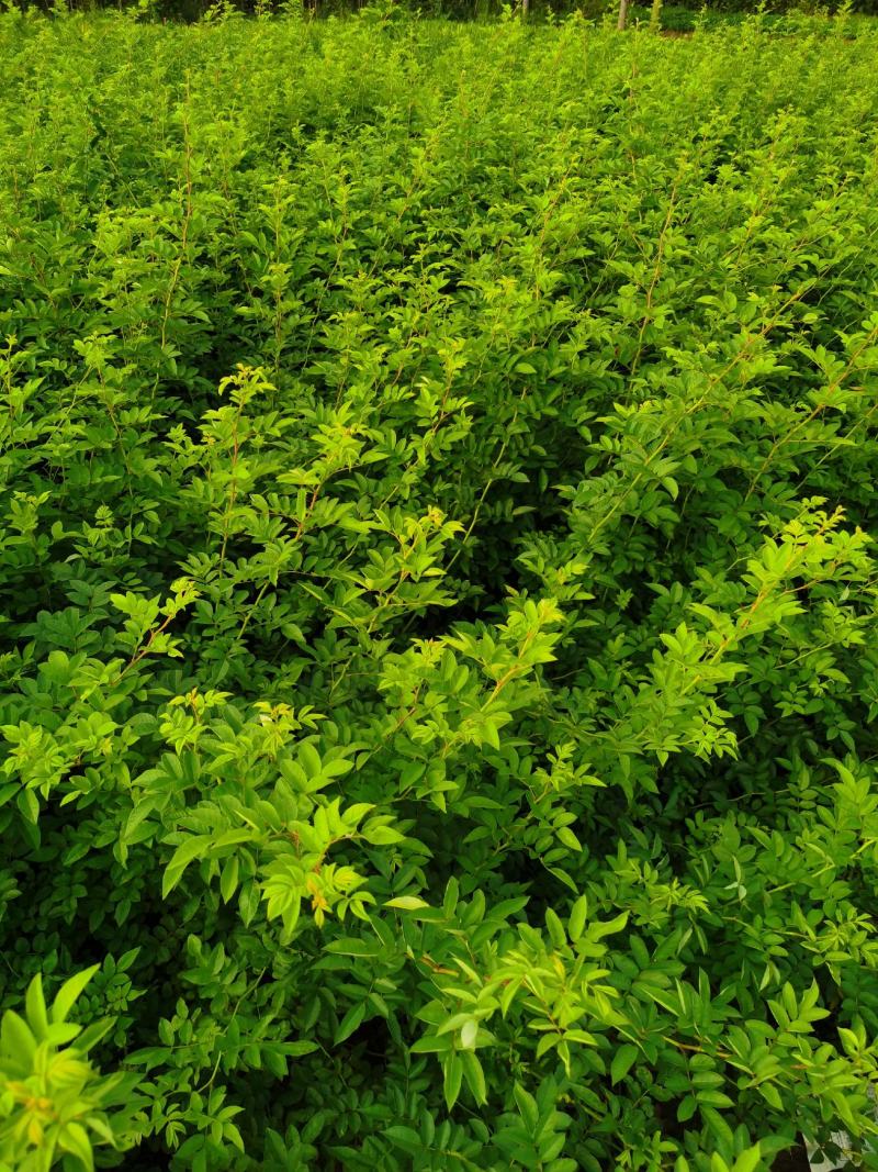 批发蔷薇花，红花蔷薇，白花蔷薇，无刺蔷薇花，园林绿化