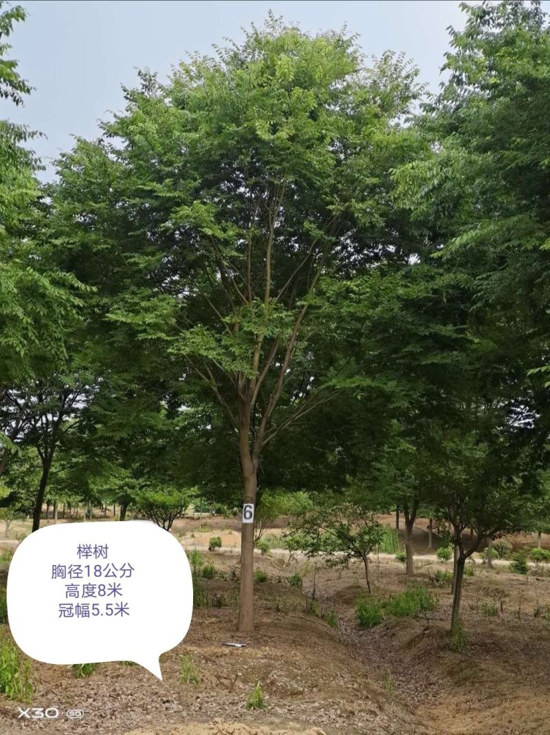 丛生朴树、单杆、朴树。五根杆每根杆在10~15公分。