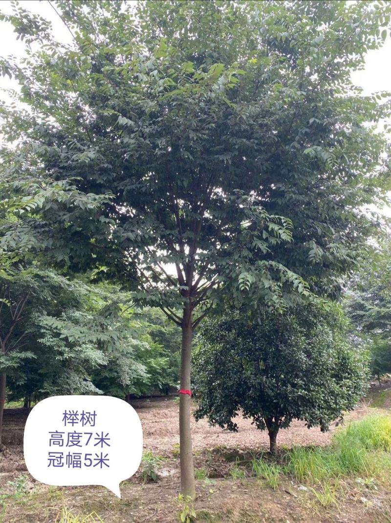 丛生朴树、单杆、朴树。五根杆每根杆在10~15公分。