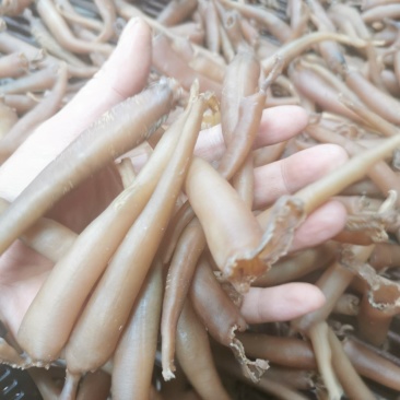 海蚌干海笋贝干大量批发